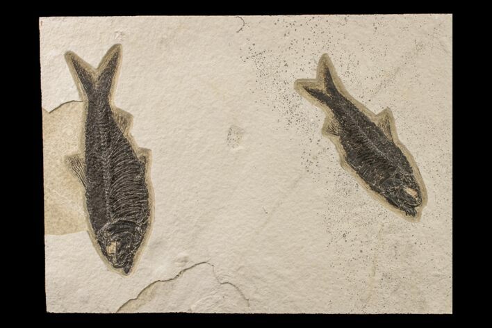Two, Detailed Fossil Fish (Knightia) - Wyoming #163443